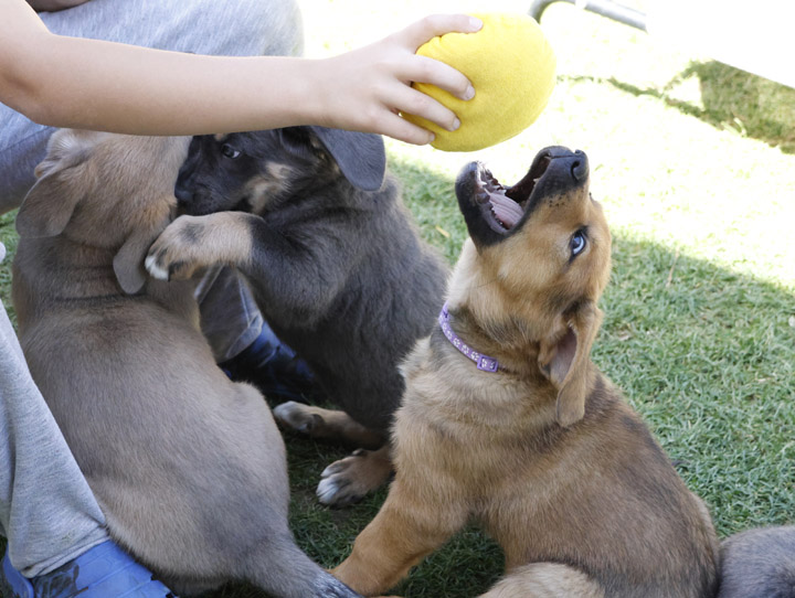 chinook dog